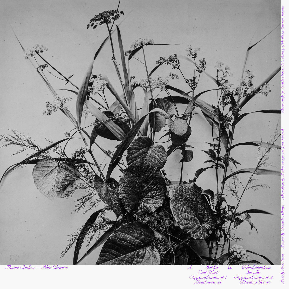 Flower Studies (LP)